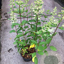 Hydrangea pan. 'Grandiflora' 60-80 cm 5,0L