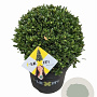 Ilex crenata Dark Green 30 cm 7,5L bol potgekweekt