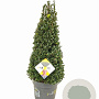 Ilex crenata Dark Green 70-80 cm 10L kegel versgepot