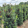Ilex meserv. Blue Maid 140-160 cm draadkluit