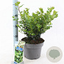 Ilex meserv. Little Rascal 30-40 cm 5,0L