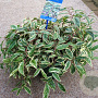 Leucothoe f. Whitewater 25-30 cm 2,0L