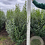 Ligustrum ovalifolium 140-160 cm met kluit