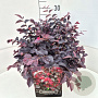 Loropetalum c. 'Pipa's Red' 35-40 cm 10L