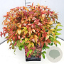 Nandina d. 'Firepower' 30-40 cm 10L