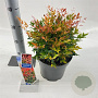 Nandina d. 'Gulf Stream' 35-40 cm 5,0L