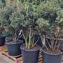 Osmanthus heterophyllus 150-175 cm cont. 130L najaarspotting