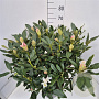 Rhododendron 'Cunningham's White' 70-90 cm 15L