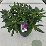 Rhododendron 'Marcel Menard' 35-40 cm 5,0L