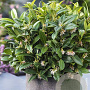 Sarcococca h. Fragrant Mountain 20-25 cm 2,0L