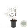 Spiraea thunbergii GM C1.3