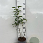 Syringa vulgaris 30-40 cm 2,0L