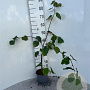 Tilia cordata 80-100 cm 2,0L