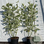 Cornus alba 'Elegantissima' 40-60 cm 2,0L