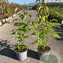 Cornus kousa chinensis 30-40 cm 2,0L
