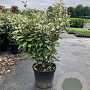 Elaeagnus ebb. 'Compacta' 60-80 cm 10L