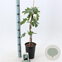 Ficus car. 'Brown Turkey' 30-40 cm rozenpot 3L