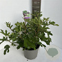 Ficus car. Little Miss Figgy 40-50 cm 5,0L