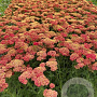 Achillea m. 'Paprika' GM 2,0L
