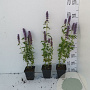 Agastache 'Blue Fortune' GM P9