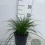 Carex morrowii 'Variegata' GM 2,0L