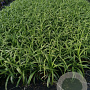 Liriope muscari 'Monroe White' GM P9