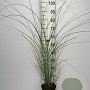 Miscanthus sin. 'Gracillimus' GM 2,0L