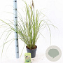 Pennisetum alopecuroides viridesc. 25-30 cm 2,0L