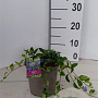 Vinca minor 30-40 cm P15