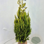 Chamaecyparis l. 'Ivonne' 125-150 cm met kluit