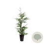 Cupressocyparis leylandii 80-100 cm 4,0L