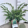 Juniperus chin. 'Blue Alps' 30-40 cm 3,0L