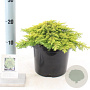 Juniperus comm. 'Lemon Carpet' 25-30 cm 3,0L
