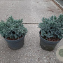 Juniperus squamata 'Blue Star' GM C3