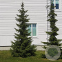 Picea omorika 40-50 cm 3,0L