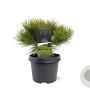 Pinus dens. 'Low Glow' 25-30 cm 3,5L