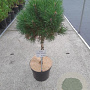 Pinus mugo 'Varella' 40 cm stam 10L