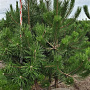 Pinus nigra nigra 175-200 cm draadkluit meerstammig