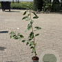 Prunus avium 100-125 cm 2,0L