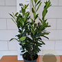 Prunus l. 'Caucasica' 90-100 cm 5,0L