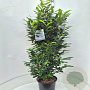 Prunus l. Elly 125-150 cm 15L