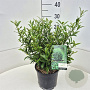 Prunus l. Sofia 25-30 cm 4,0L