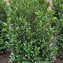 Prunus l. Sofia 100-120 cm met kluit extra
