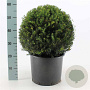 Taxus baccata 40 cm 12L bol