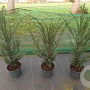 Taxus baccata 60-70 cm 4,0L