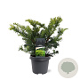 Taxus b. 'Summergold' 30-40 cm 5,0L