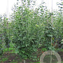 Acer capillipes 175-200 cm container meerstammig