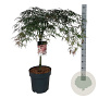 Acer pal. 'Garnet' 50 cm stam 14L