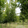 Acer platanoides 14-16 HO volle grond