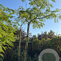 Albizia julibrissin 8-10 HO container
